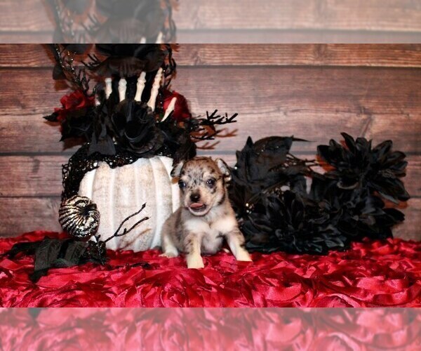 Medium Photo #3 Chihuahua Puppy For Sale in CHARLESTON, AR, USA
