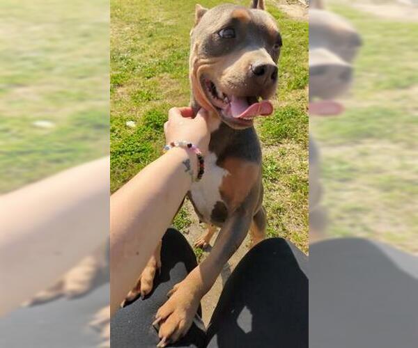 Medium Photo #1 American Bulldog Puppy For Sale in Houston, TX, USA