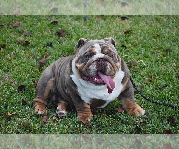 Medium Photo #1 English Bulldog Puppy For Sale in DES MOINES, IA, USA