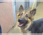 Small German Shepherd Dog