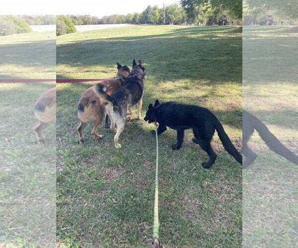 Medium Photo #4 German Shepherd Dog Puppy For Sale in La Grange , NC, USA