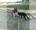 Small #3 German Shepherd Dog