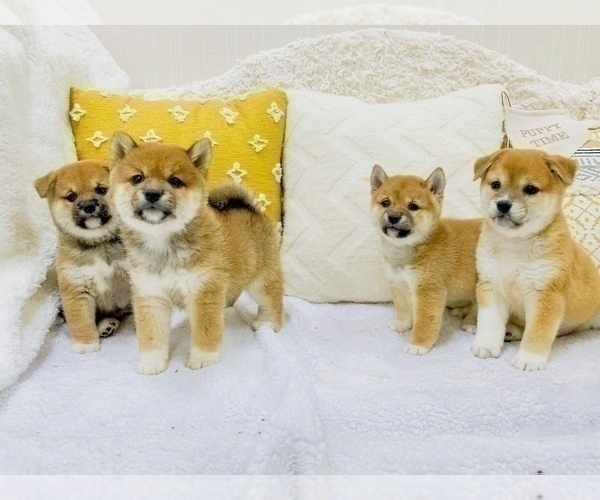 Medium Photo #21 Shiba Inu Puppy For Sale in FREMONT, CA, USA