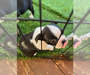 Faux Frenchbo Bulldog Puppy for sale in GREER, SC, USA