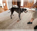 Small #2 Great Dane