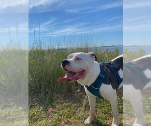 American Bulldog-Unknown Mix Dogs for adoption in Cary, NC, USA