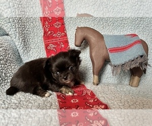Chihuahua Puppy for sale in NEWVILLE, PA, USA