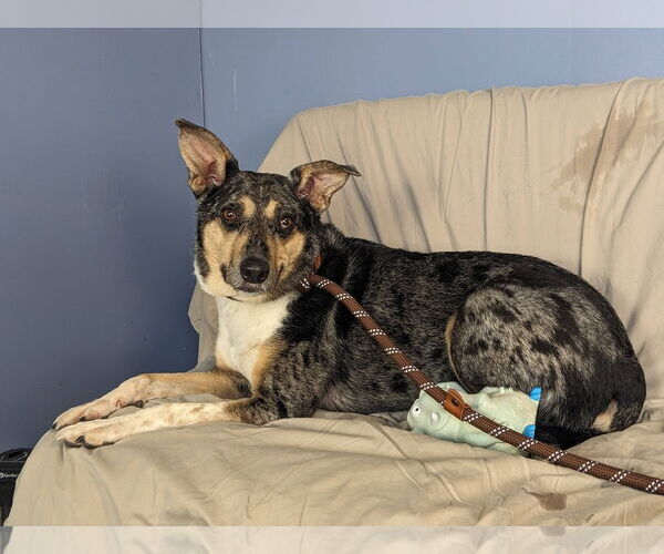 Medium Photo #3 Australian Shepherd-Unknown Mix Puppy For Sale in Minneapolis, MN, USA