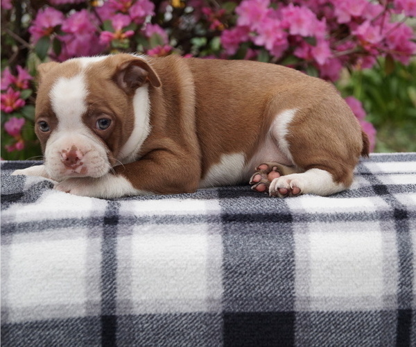 Medium Photo #2 Boston Terrier Puppy For Sale in MYERSTOWN, PA, USA