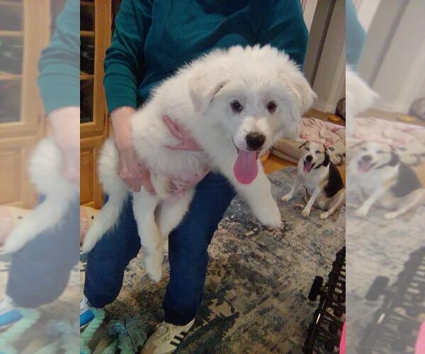 Medium Photo #3 Great Pyrenees Puppy For Sale in Spring, TX, USA