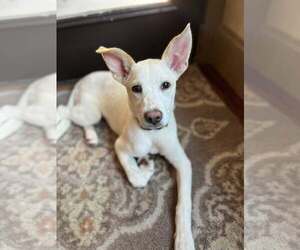 Mutt Dogs for adoption in Greenville, SC, USA