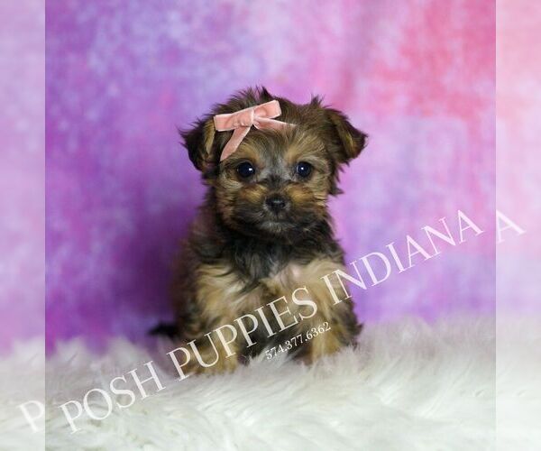 Medium Photo #129 Yorkipoo Puppy For Sale in WARSAW, IN, USA