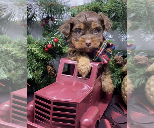 Medium Photo #1 Shorkie Tzu-Yorkshire Terrier Mix Puppy For Sale in SELLERSBURG, IN, USA