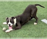 Small #3 American Pit Bull Terrier Mix