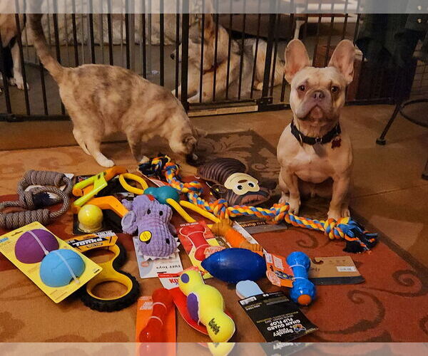 Medium Photo #2 French Bulldog Puppy For Sale in Guthrie, OK, USA
