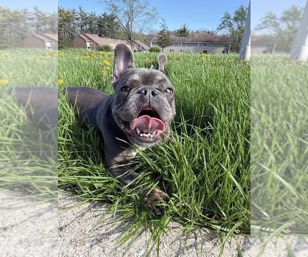 Medium Photo #1 French Bulldog Puppy For Sale in UNIVERSITY PARK, IL, USA
