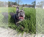 Small Photo #1 French Bulldog Puppy For Sale in UNIVERSITY PARK, IL, USA