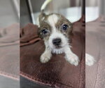 Hancock - Male Shih Tzu-Unknown Mix Dog for Adoption - Small photo