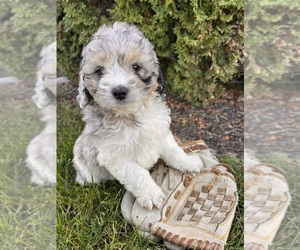 Cockapoo (Toy) Puppy for sale in MIDDLEBURY, IN, USA