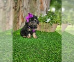 Small #2 Poodle (Toy)