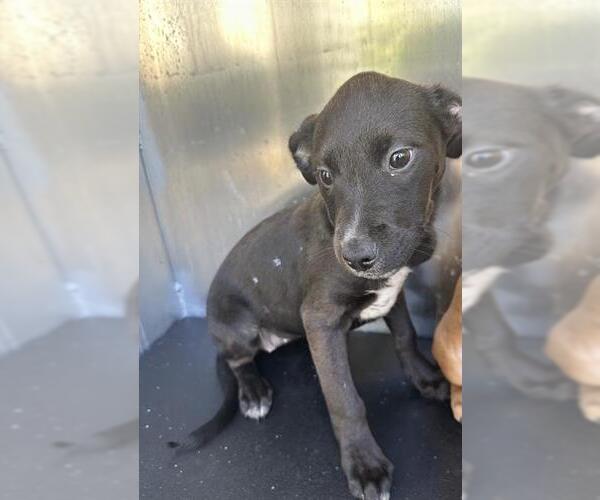 Medium Photo #1 Labrador Retriever Puppy For Sale in San Antonio, TX, USA