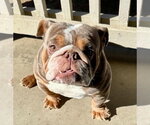 Small #3 Bulldog