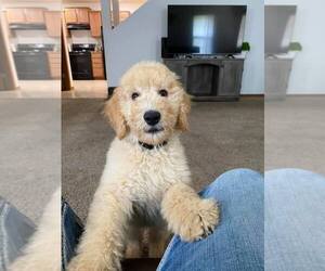 Goldendoodle Puppy for sale in OZARK, MO, USA