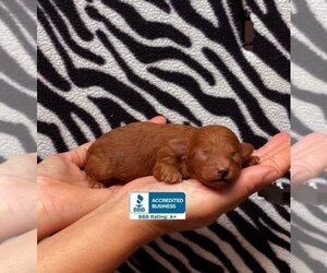 Poodle (Toy) Puppy for sale in WINNSBORO, LA, USA