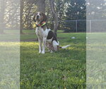 Small Photo #6 Treeing Walker Coonhound-Unknown Mix Puppy For Sale in Crystal, MN, USA