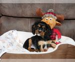 Small Photo #3 Cavalier King Charles Spaniel Puppy For Sale in MARCELLUS, MI, USA