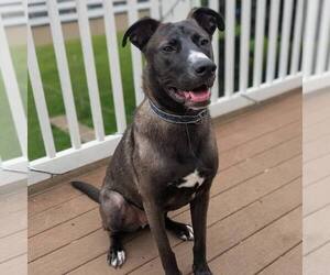 German Shepherd Dog-Unknown Mix Dogs for adoption in New Oxford , PA, USA
