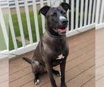 Small German Shepherd Dog Mix