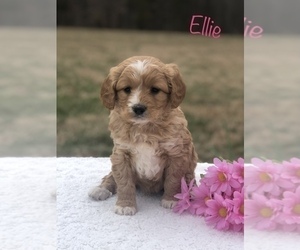 Bernedoodle-Poodle (Miniature) Mix Puppy for Sale in WOODBURY, Tennessee USA