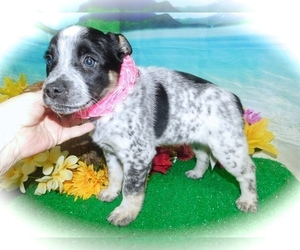 Australian Cattle Dog-Rat Terrier Mix Puppy for sale in HAMMOND, IN, USA