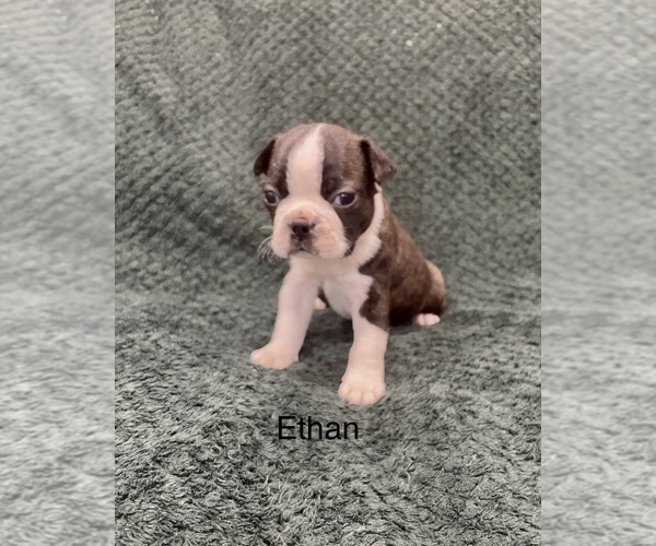 Medium Photo #1 Boston Terrier Puppy For Sale in SNOHOMISH, WA, USA