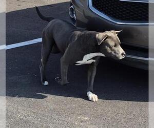 American Staffordshire Terrier-Unknown Mix Dogs for adoption in San Antonio, TX, USA