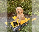 Small #1 Cockapoo