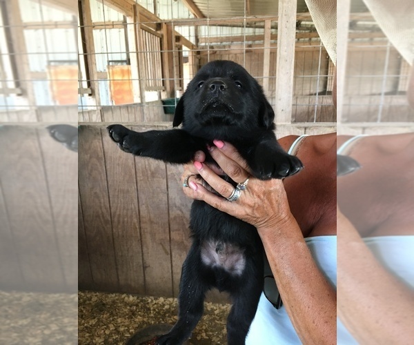 Medium Photo #17 Labrador Retriever Puppy For Sale in BANDERA, TX, USA