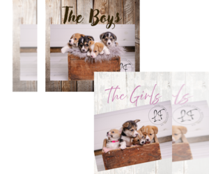 Pembroke Welsh Corgi Puppy for Sale in MORRISON, Oklahoma USA