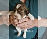Small #4 English Springer Spaniel