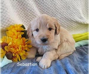 Goldendoodle Puppy for sale in GREENBANK, PA, USA