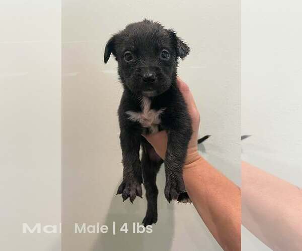 Medium Photo #1 Labrador Retriever-Unknown Mix Puppy For Sale in Royal Palm Beach, FL, USA