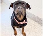 Small #1 Rottweiler