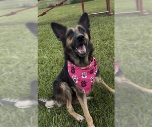German Shepherd Dog Dogs for adoption in Rosenberg, TX, USA