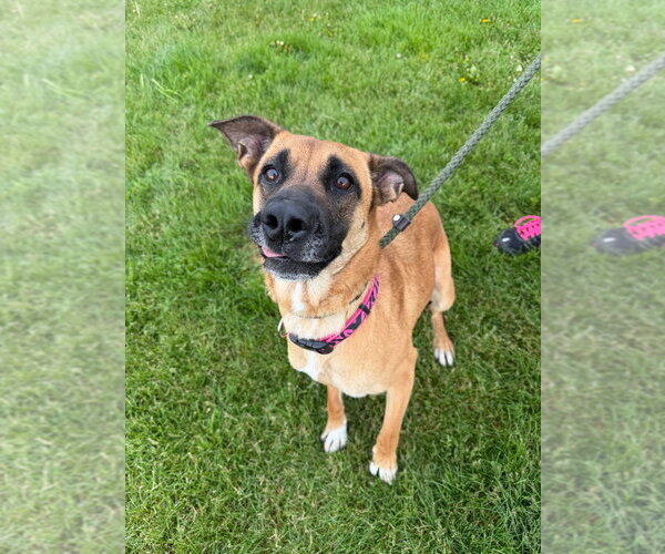 Medium Photo #3 German Shepherd Dog-Unknown Mix Puppy For Sale in Pierceton , IN, USA