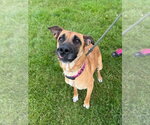 Small #2 German Shepherd Dog Mix