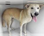 Small Carolina Dog