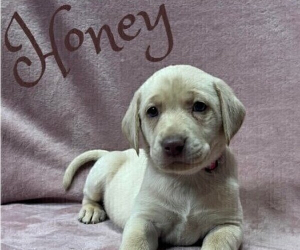 Medium Photo #2 Labrador Retriever Puppy For Sale in VONA, CO, USA