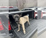 Small #1 German Shepherd Dog