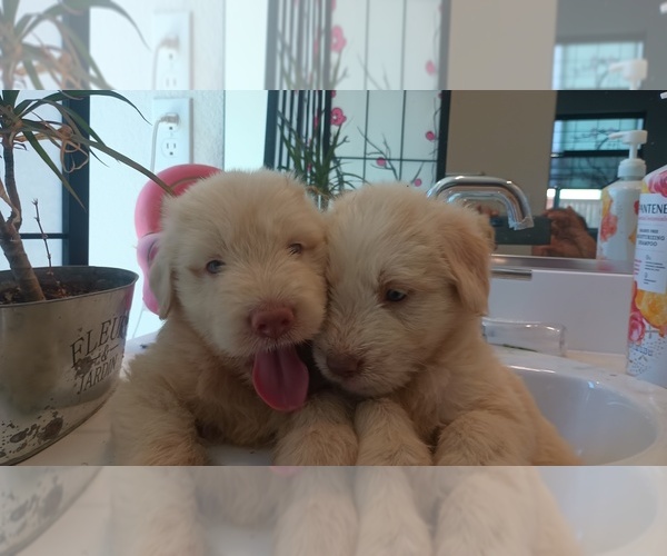 Medium Photo #9 Shepadoodle Puppy For Sale in DIXON, CA, USA